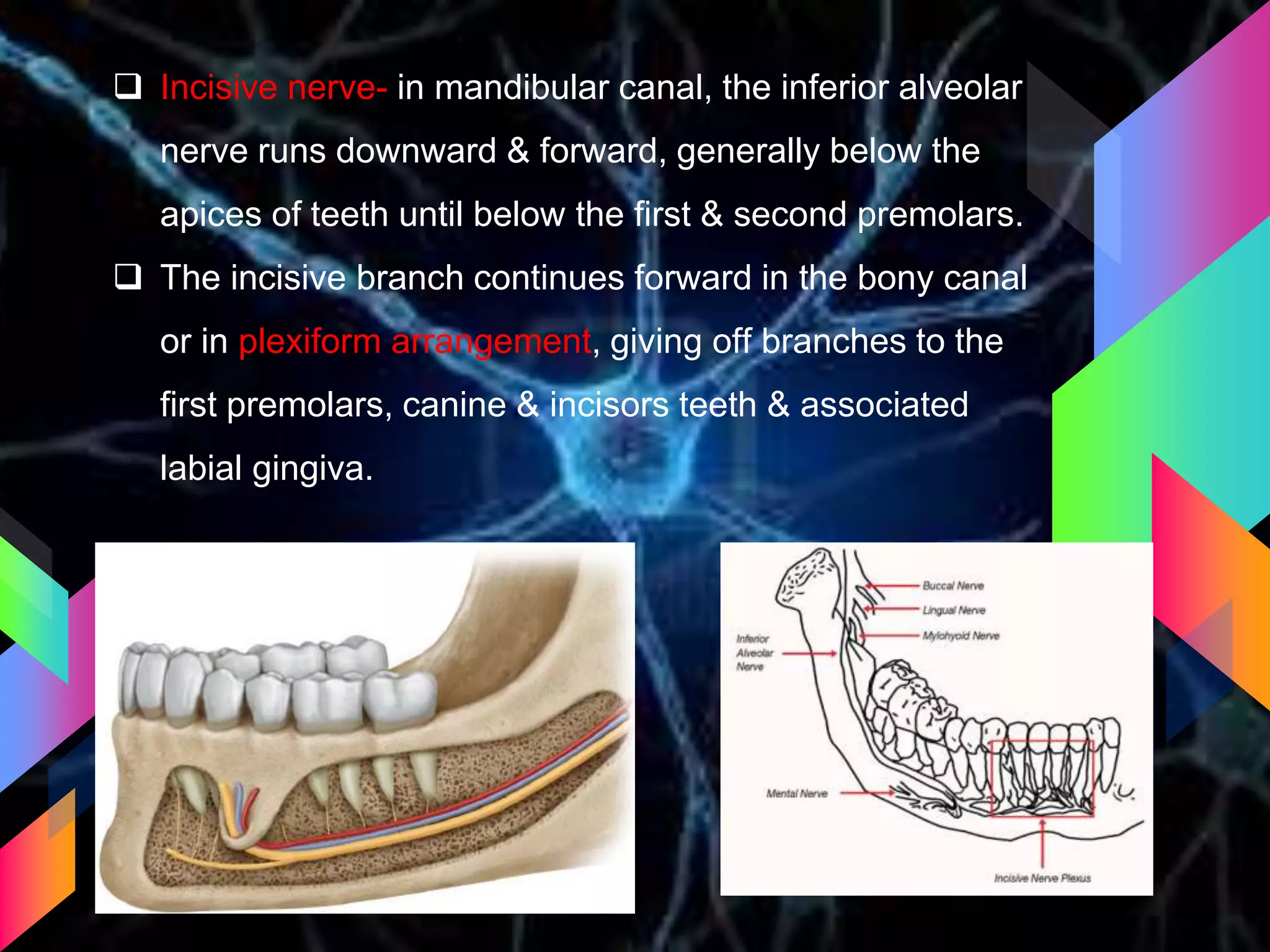  Incisive nerve- in mandibular canal, the inferior alveolar
nerve runs downward & forward, generally below the
apices of teeth until below the first & second premolars.
 The incisive branch continues forward in the bony canal
or in plexiform arrangement, giving off branches to the
first premolars, canine & incisors teeth & associated
labial gingiva.
 