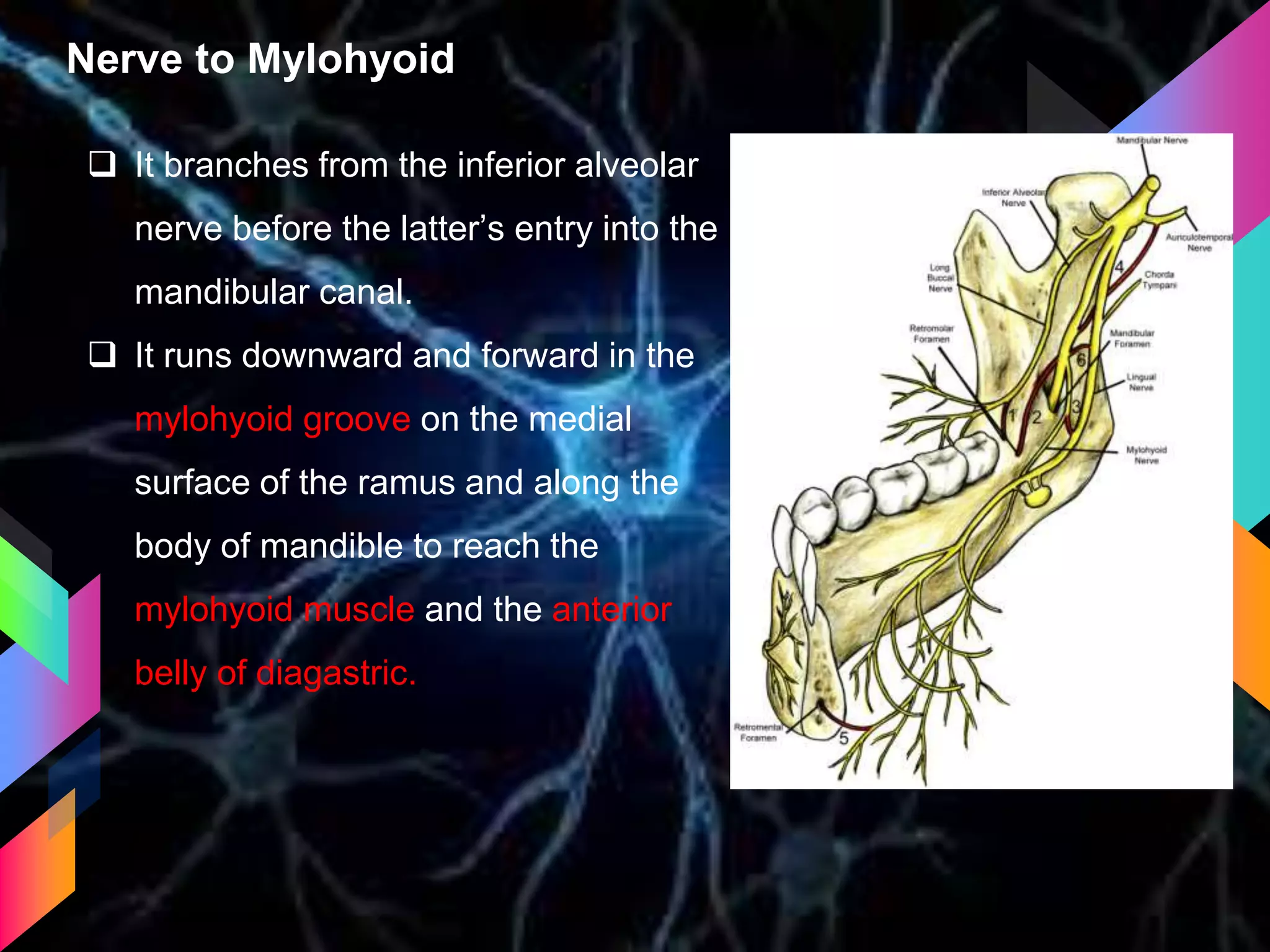 Nerve to Mylohyoid
 It branches from the inferior alveolar
nerve before the latter’s entry into the
mandibular canal.
 It runs downward and forward in the
mylohyoid groove on the medial
surface of the ramus and along the
body of mandible to reach the
mylohyoid muscle and the anterior
belly of diagastric.
 