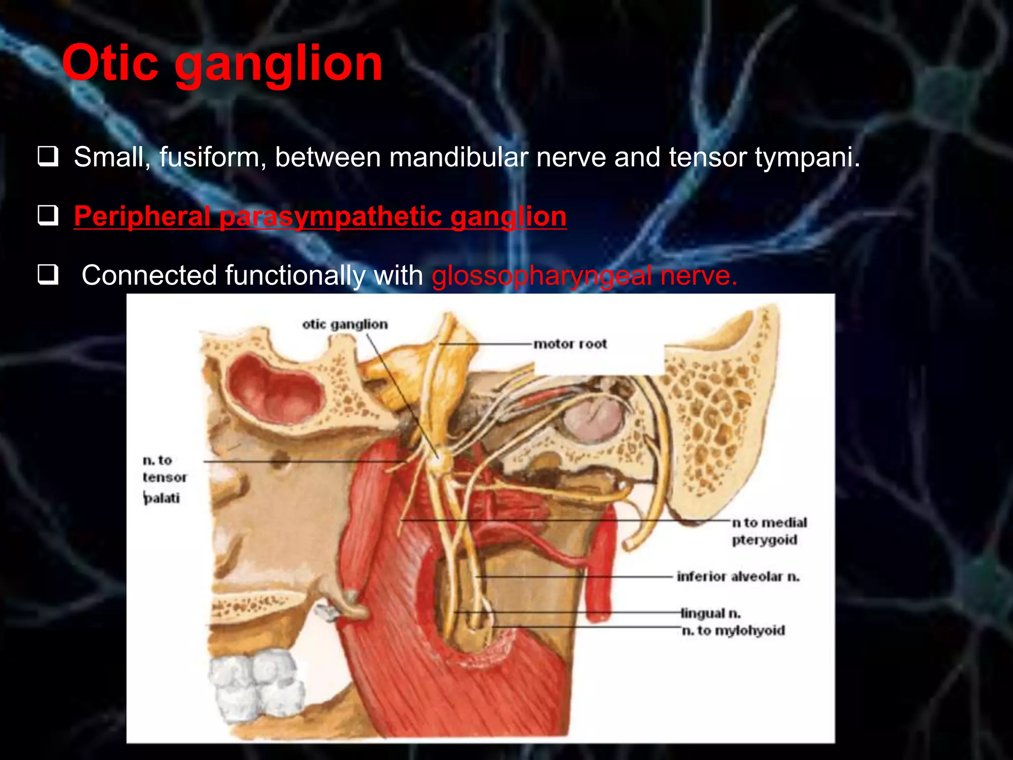 Otic ganglion
 Small, fusiform, between mandibular nerve and tensor tympani.
 Peripheral parasympathetic ganglion
 Connected functionally with glossopharyngeal nerve.
 