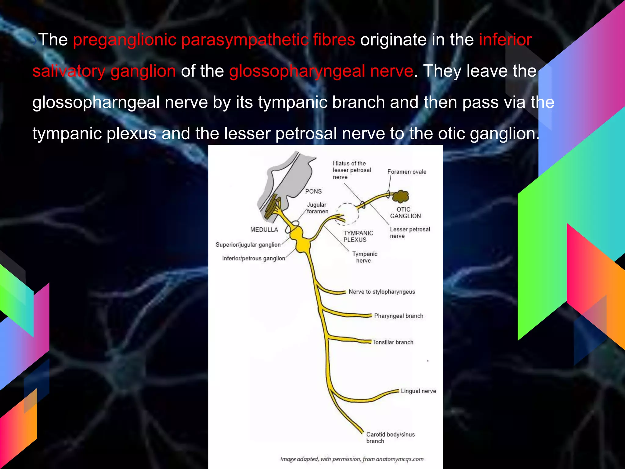 ›The preganglionic parasympathetic fibres originate in the inferior
salivatory ganglion of the glossopharyngeal nerve. They leave the
glossopharngeal nerve by its tympanic branch and then pass via the
tympanic plexus and the lesser petrosal nerve to the otic ganglion.
 