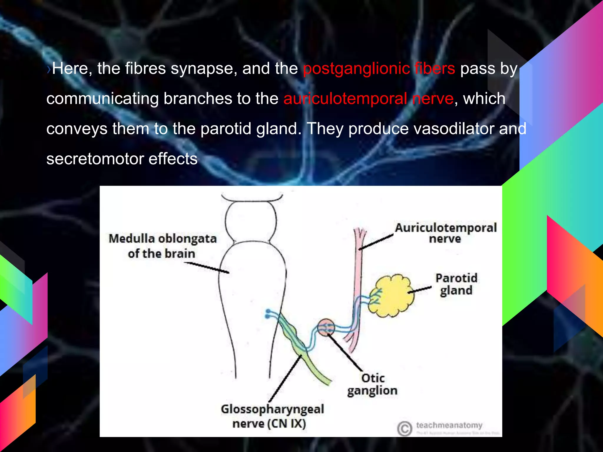 ›Here, the fibres synapse, and the postganglionic fibers pass by
communicating branches to the auriculotemporal nerve, which
conveys them to the parotid gland. They produce vasodilator and
secretomotor effects
 