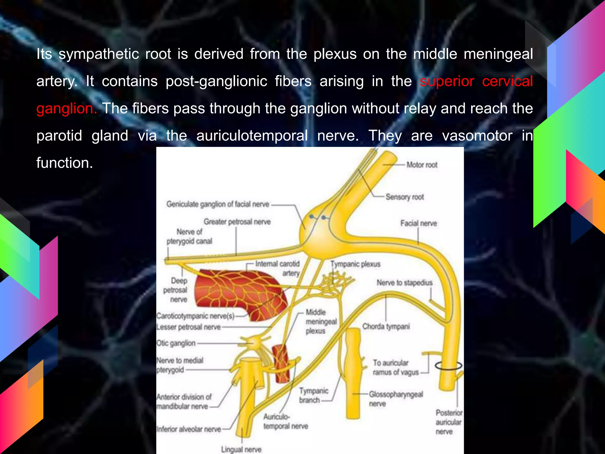 Its sympathetic root is derived from the plexus on the middle meningeal
artery. It contains post-ganglionic fibers arising in the superior cervical
ganglion. The fibers pass through the ganglion without relay and reach the
parotid gland via the auriculotemporal nerve. They are vasomotor in
function.
 