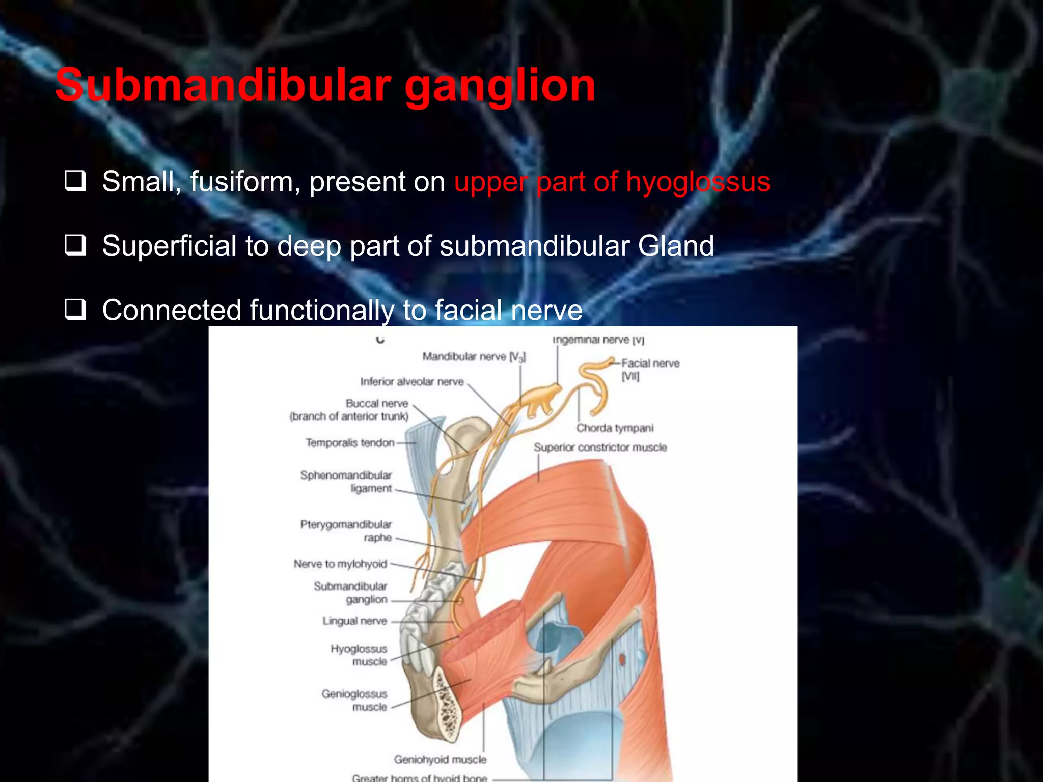 Submandibular ganglion
 Small, fusiform, present on upper part of hyoglossus
 Superficial to deep part of submandibular Gland
 Connected functionally to facial nerve
 