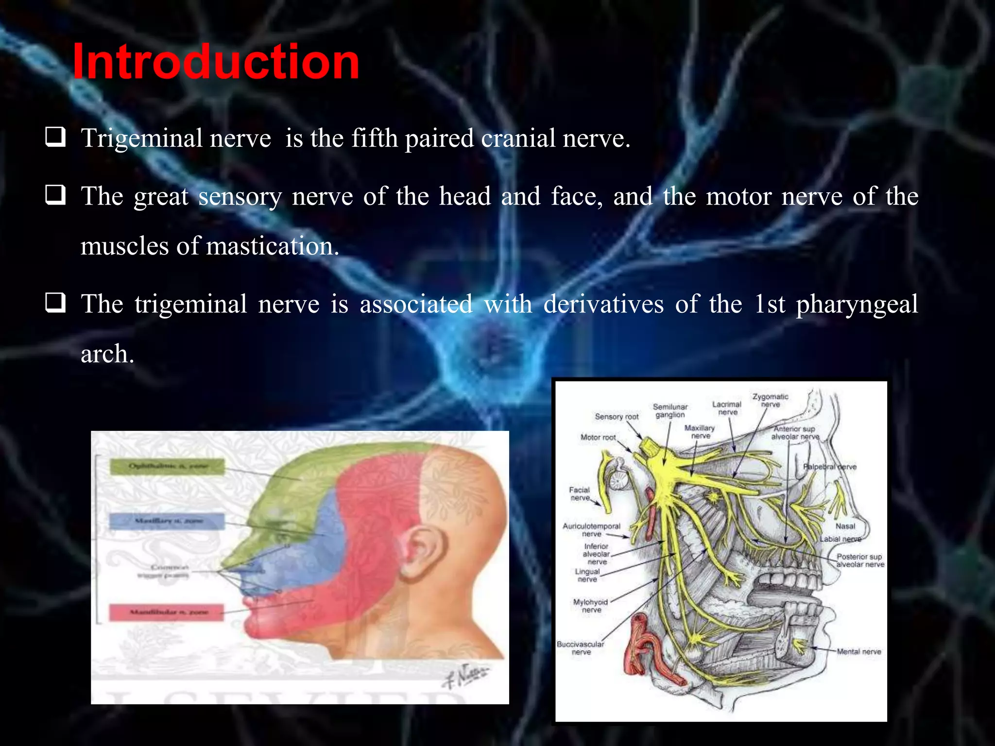 Introduction
 Trigeminal nerve is the fifth paired cranial nerve.
 The great sensory nerve of the head and face, and the motor nerve of the
muscles of mastication.
 The trigeminal nerve is associated with derivatives of the 1st pharyngeal
arch.
 