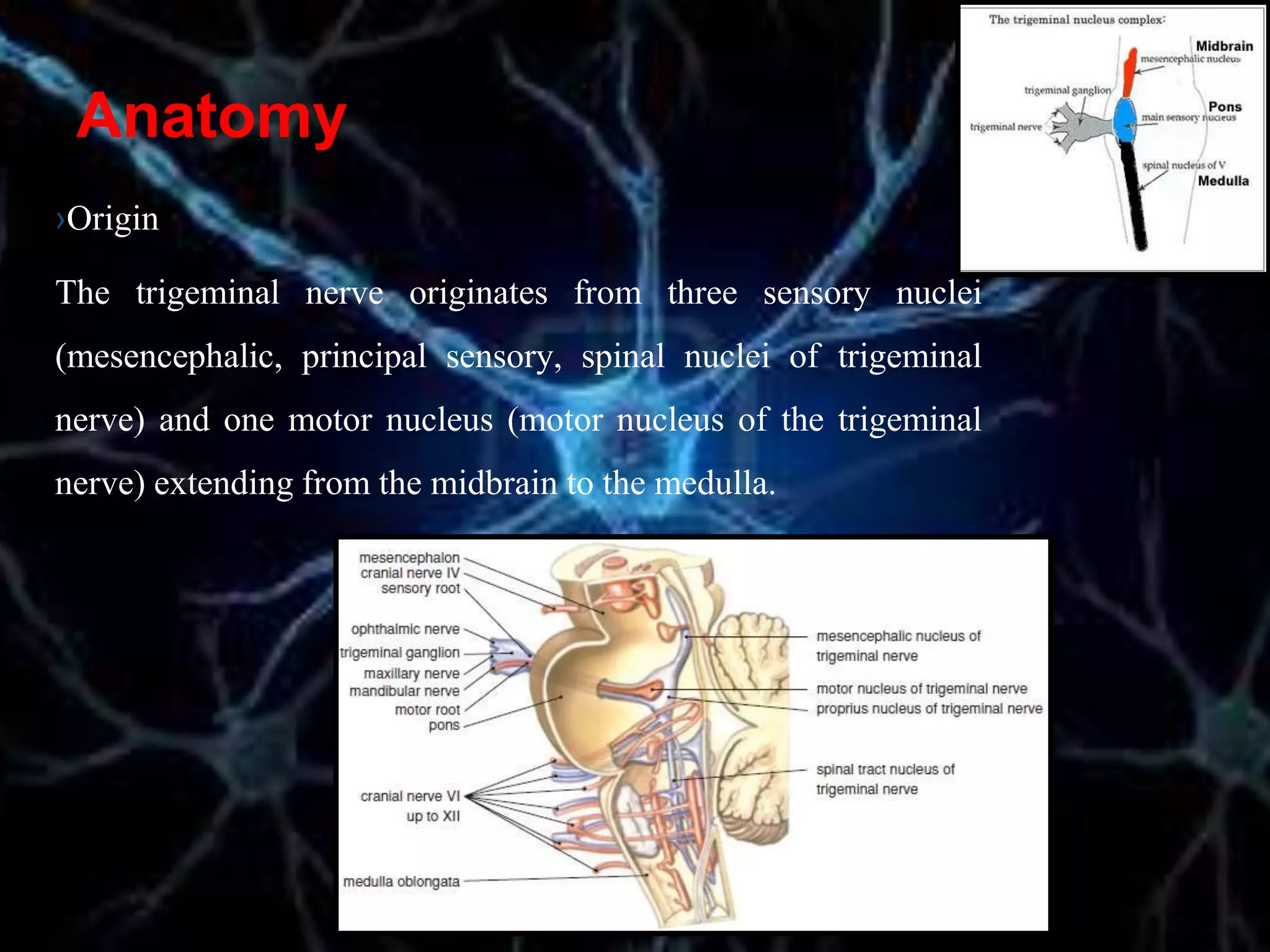Anatomy
›Origin
The trigeminal nerve originates from three sensory nuclei
(mesencephalic, principal sensory, spinal nuclei of trigeminal
nerve) and one motor nucleus (motor nucleus of the trigeminal
nerve) extending from the midbrain to the medulla.
 