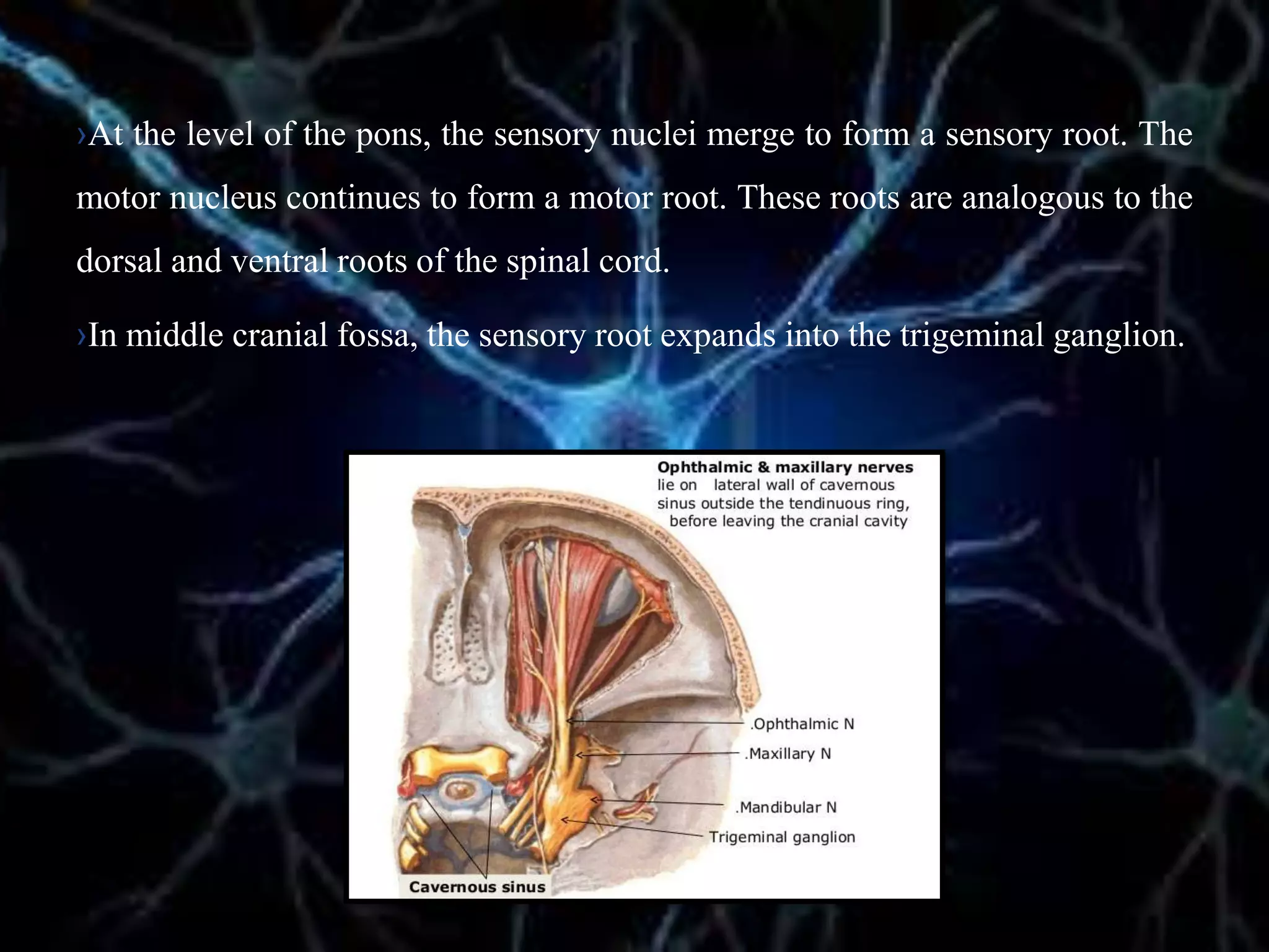 ›At the level of the pons, the sensory nuclei merge to form a sensory root. The
motor nucleus continues to form a motor root. These roots are analogous to the
dorsal and ventral roots of the spinal cord.
›In middle cranial fossa, the sensory root expands into the trigeminal ganglion.
 