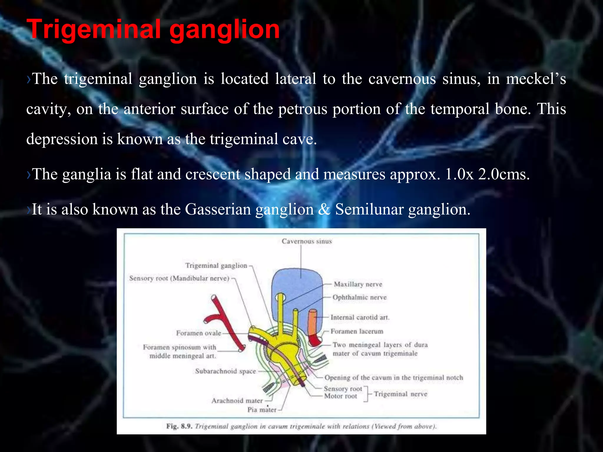 Trigeminal ganglion
›The trigeminal ganglion is located lateral to the cavernous sinus, in meckel’s
cavity, on the anterior surface of the petrous portion of the temporal bone. This
depression is known as the trigeminal cave.
›The ganglia is flat and crescent shaped and measures approx. 1.0x 2.0cms.
›It is also known as the Gasserian ganglion & Semilunar ganglion.
 