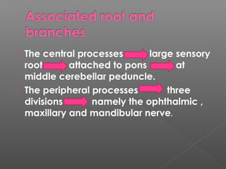  The central processes large sensory
root attached to pons at
middle cerebellar peduncle.
 The peripheral processes three
divisions namely the ophthalmic ,
maxillary and mandibular nerve.
 