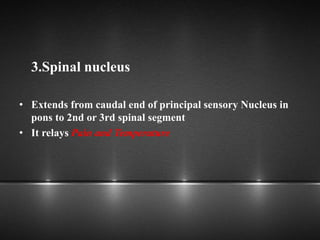 3.Spinal nucleus
• Extends from caudal end of principal sensory Nucleus in
pons to 2nd or 3rd spinal segment
• It relays Pain and Temperature
 