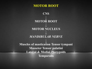 MOTOR ROOT
CNS
MOTOR ROOT
MOTOR NUCLEUS
MANDIBULAR NERVE
Muscles of mastication Tensor tympani
Masseter Tensor palatini
Lateral & Medial Pterygoids
Temporalis
 