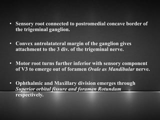 • Sensory root connected to postromedial concave border of
the trigeminal ganglion.
• Convex antrolatateral margin of the ganglion gives
attachment to the 3 div. of the trigeminal nerve.
• Motor root turns further inferior with sensory component
of V3 to emerge out of foramen Ovale as Mandibular nerve.
• Ophthalmic and Maxillary division emerges through
Superior orbital fissure and foramen Rotundum
respectively.
 