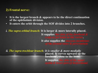 2) Frontal nerve:
• It is the largest branch & appears to be the direct continuation
of the ophthalmic division.
• It enters the orbit through the SOF divides into 2 branches.
i. The supra orbital branch: It is larger & more laterally placed.
It supplies the skin of the forehead &
scalp as far back as the vertex.
It also supplies the mucous membrane
of the frontal sinus & pericranium
ii. The supra trochlear branch: It is smaller & more medially
placed. It curves upward on the
forehead , close to the bone.
It supplies the skin of the upper
eyelid & lower part of theforehead.
 