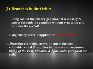 (I) Branches in the Orbit:
i. Long root of the cilliary ganglion: It is sensory &
passes through the ganglion without synapsing and
supplies the eyeball.
ii. Long ciliary nerve: Supplies the Iris & Cornea.
iii. Posterior ethmoidal nerve: It enters the post
ethmoidal canal & supplies to the mucous membrane
lining of the Post. Etmoidal & Sphenoidal paranasal air
cells.
 