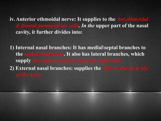 iv. Anterior ethmoidal nerve: It supplies to the Ant.ethmoidal
& frontal paranasal air cells. In the upper part of the nasal
cavity, it further divides into:
1) Internal nasal branches: It has medialseptal branches to
the septal membrane. It also has lateral branches, which
supply the nasal conchae & the ant. nasal wall
2) External nasal branches: supplies the skin on the tip & ala
of the nose.
 