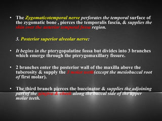 • The Zygomaticotemporal nerve perforates the temporal surface of
the zygomatic bone , pierces the temporalis fascia, & supplies the
skin over the anterior temporal fossa region.
3. Posterior superior alveolar nerve:
• It begins in the pterygopalatine fossa but divides into 3 branches
which emerge through the pterygomaxillary fissure.
• 2 branches enter the posterior wall of the maxilla above the
tuberosity & supply the 3 molar teeth(except the mesiobuccal root
of first molar).
• The third branch pierces the buccinator & supplies the adjoining
part of the gingiva & cheek along the buccal side of the upper
molar teeth.
 
