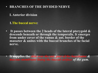 • BRANCHES OF THE DIVIDED NERVE
I. Anterior division
1.The buccal nerve:
• It passes between the 2 heads of the lateral pterygoid &
descends beneath or through the temporalis. It emerges
from under cover of the ramus & ant. border of the
masseter & unites with the buccal branches of he facial
nerve.
• It supplies the skin over the ant. part of the buccinator &
mucous membrane lining the buccal surface of the gum.
 