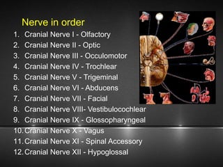 Nerve in order
1. Cranial Nerve I - Olfactory
2. Cranial Nerve II - Optic
3. Cranial Nerve III - Occulomotor
4. Cranial Nerve IV - Trochlear
5. Cranial Nerve V - Trigeminal
6. Cranial Nerve VI - Abducens
7. Cranial Nerve VII - Facial
8. Cranial Nerve VIII- Vestibulocochlear
9. Cranial Nerve IX - Glossopharyngeal
10.Cranial Nerve X - Vagus
11.Cranial Nerve XI - Spinal Accessory
12.Cranial Nerve XII - Hypoglossal
 