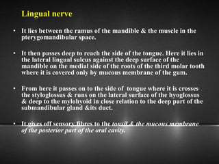 Lingual nerve
• It lies between the ramus of the mandible & the muscle in the
pterygomandibular space.
• It then passes deep to reach the side of the tongue. Here it lies in
the lateral lingual sulcus against the deep surface of the
mandible on the medial side of the roots of the third molar tooth
where it is covered only by mucous membrane of the gum.
• From here it passes on to the side of tongue where it is crosses
the styloglossus & runs on the lateral surface of the hyoglossus
& deep to the mylohyoid in close relation to the deep part of the
submandibular gland &its duct.
• It gives off sensory fibres to the tonsil & the mucous membrane
of the posterior part of the oral cavity.
 