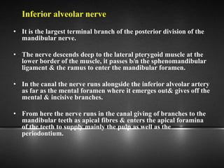 Inferior alveolar nerve
• It is the largest terminal branch of the posterior division of the
mandibular nerve.
• The nerve descends deep to the lateral pterygoid muscle at the
lower border of the muscle, it passes b/n the sphenomandibular
ligament & the ramus to enter the mandibular foramen.
• In the canal the nerve runs alongside the inferior alveolar artery
as far as the mental foramen where it emerges out& gives off the
mental & incisive branches.
• From here the nerve runs in the canal giving of branches to the
mandibular teeth as apical fibres & enters the apical foramina
of the teeth to supply mainly the pulp as well as the
periodontium.
 