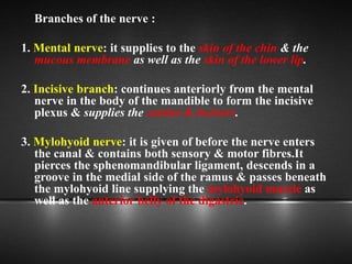 Branches of the nerve :
1. Mental nerve: it supplies to the skin of the chin & the
mucous membrane as well as the skin of the lower lip.
2. Incisive branch: continues anteriorly from the mental
nerve in the body of the mandible to form the incisive
plexus & supplies the canine & incisors.
3. Mylohyoid nerve: it is given of before the nerve enters
the canal & contains both sensory & motor fibres.It
pierces the sphenomandibular ligament, descends in a
groove in the medial side of the ramus & passes beneath
the mylohyoid line supplying the mylohyoid muscle as
well as the anterior belly of the digastric.
 