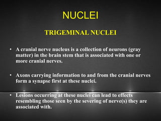 NUCLEI
TRIGEMINAL NUCLEI
• A cranial nerve nucleus is a collection of neurons (gray
matter) in the brain stem that is associated with one or
more cranial nerves.
• Axons carrying information to and from the cranial nerves
form a synapse first at these nuclei.
• Lesions occurring at these nuclei can lead to effects
resembling those seen by the severing of nerve(s) they are
associated with.
 