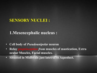 SENSORY NUCLEI :
1.Mesencephalic nucleus :
• Cell body of Pseudounipolar neuron
• Relay proprioception from muscles of mastication, Extra
ocular Muscles, Facial muscles.
• Situated in Midbrain just latetral to Aqueduct.
 