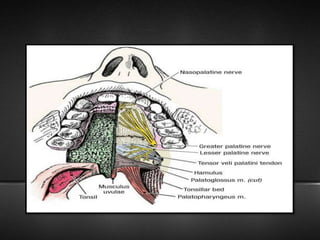 Trigeminal Nerve and Applied Anatomy