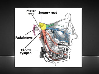Trigeminal Nerve and Applied Anatomy