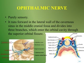 OPHTHALMIC NERVE
• Purely sensory.
• It runs forward in the lateral wall of the cavernous
sinus in the middle cranial fossa and divides into
three branches, which enter the orbital cavity through
the superior orbital fissure.
 
