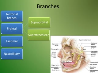 Branches
Tentorial
branch
Frontal
Supraorbital
Supratrochlear
Lacrimal
Nasocilliary
 