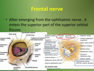 Frontal nerve
• After emerging from the ophthalmic nerve , it
enters the superior part of the superior orbital
fissure.
 