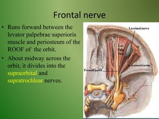 Frontal nerve
• Runs forward between the
levator palpebrae superioris
muscle and periosteum of the
ROOF of the orbit.
• About midway across the
orbit, it divides into the
supraorbital and
supratrochlear nerves.
 