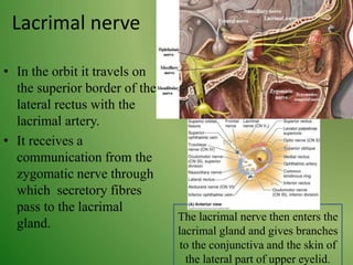 Lacrimal nerve
• In the orbit it travels on
the superior border of the
lateral rectus with the
lacrimal artery.
• It receives a
communication from the
zygomatic nerve through
which secretory fibres
pass to the lacrimal
gland.
The lacrimal nerve then enters the
lacrimal gland and gives branches
to the conjunctiva and the skin of
the lateral part of upper eyelid.
 