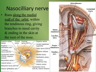 Nasocilliary nerve
• Runs along the medial
wall of the orbit, within
the tendinous ring, giving
branches to nasal cavity
& ending in the skin at
the root of the nose.
 