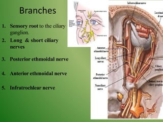 Branches
1. Sensory root to the ciliary
ganglion.
2. Long & short ciliary
nerves
3. Posterior ethmoidal nerve
4. Anterior ethmoidal nerve
5. Infratrochlear nerve
 