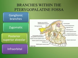 BRANCHES WITHIN THE
PTERYGOPALATINE FOSSA
Posterior
superior alveolar
Zygomatic
Ganglionic
branches
Infraorbital
 