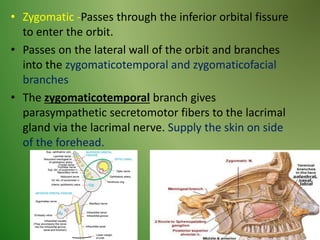 • Zygomatic -Passes through the inferior orbital fissure
to enter the orbit.
• Passes on the lateral wall of the orbit and branches
into the zygomaticotemporal and zygomaticofacial
branches
• The zygomaticotemporal branch gives
parasympathetic secretomotor fibers to the lacrimal
gland via the lacrimal nerve. Supply the skin on side
of the forehead.
 
