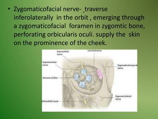 • Zygomaticofacial nerve- traverse
inferolaterally in the orbit , emerging through
a zygomaticofacial foramen in zygomtic bone,
perforating orbicularis oculi. supply the skin
on the prominence of the cheek.
 