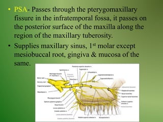 • PSA- Passes through the pterygomaxillary
fissure in the infratemporal fossa, it passes on
the posterior surface of the maxilla along the
region of the maxillary tuberosity.
• Supplies maxillary sinus, 1st molar except
mesiobuccal root, gingiva & mucosa of the
same.
 