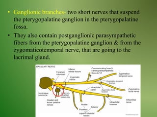 • Ganglionic branches- two short nerves that suspend
the pterygopalatine ganglion in the pterygopalatine
fossa.
• They also contain postganglionic parasympathetic
fibers from the pterygopalatine ganglion & from the
zygomaticotemporal nerve, that are going to the
lacrimal gland.
 