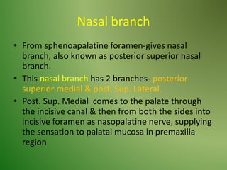 Nasal branch
• From sphenoapalatine foramen-gives nasal
branch, also known as posterior superior nasal
branch.
• This nasal branch has 2 branches- posterior
superior medial & post. Sup. Lateral.
• Post. Sup. Medial comes to the palate through
the incisive canal & then from both the sides into
incisive foramen as nasopalatine nerve, supplying
the sensation to palatal mucosa in premaxilla
region
 
