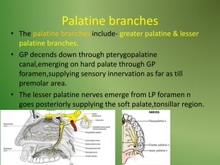 Palatine branches
• The palatine branches include- greater palatine & lesser
palatine branches.
• GP decends down through pterygopalatine
canal,emerging on hard palate through GP
foramen,supplying sensory innervation as far as till
premolar area.
• The lesser palatine nerves emerge from LP foramen n
goes posteriorly supplying the soft palate,tonsillar region.
 