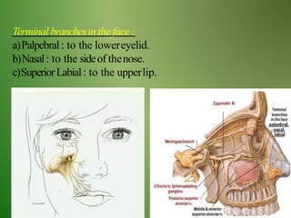 Terminal branchesin the face :
a)Palpebral: to the lowereyelid.
b)Nasal: to the sideof thenose.
c)SuperiorLabial: to the upperlip.
 