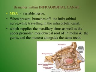 Branches within INFRAORBITAL CANAL
• MSA - variable nerve.
• When present, branches off the infra orbital
nerve,while travelling in the infra orbital canal.
• which supplies the maxillary sinus as well as the
upper premolar, mesiobuccal root of 1st molar & the
gums, and the mucosa alongside the same teeth.
 