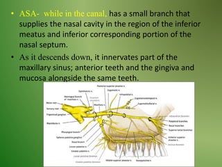 • ASA- while in the canal, has a small branch that
supplies the nasal cavity in the region of the inferior
meatus and inferior corresponding portion of the
nasal septum.
• As it descends down, it innervates part of the
maxillary sinus; anterior teeth and the gingiva and
mucosa alongside the same teeth.
 
