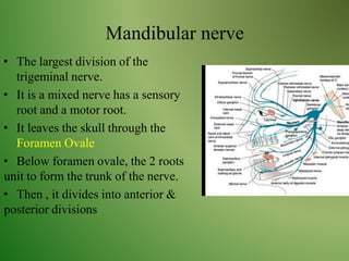 Mandibular nerve
• The largest division of the
trigeminal nerve.
• It is a mixed nerve has a sensory
root and a motor root.
• It leaves the skull through the
Foramen Ovale
• Below foramen ovale, the 2 roots
unit to form the trunk of the nerve.
• Then , it divides into anterior &
posterior divisions
 