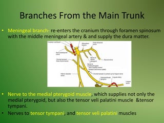 Branches From the Main Trunk
• Meningeal branch- re-enters the cranium through foramen spinosum
with the middle meningeal artery & and supply the dura matter.
• Nerve to the medial pterygoid muscle, which supplies not only the
medial pterygoid, but also the tensor veli palatini muscle &tensor
tympani.
• Nerves to tensor tympani, and tensor veli palatini muscles
 