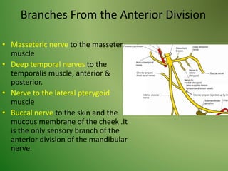 Branches From the Anterior Division
• Masseteric nerve to the masseter
muscle
• Deep temporal nerves to the
temporalis muscle, anterior &
posterior.
• Nerve to the lateral pterygoid
muscle
• Buccal nerve to the skin and the
mucous membrane of the cheek .It
is the only sensory branch of the
anterior division of the mandibular
nerve.
 