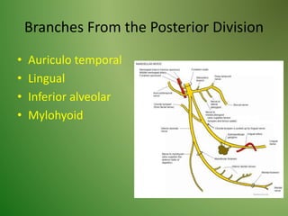 Branches From the Posterior Division
• Auriculo temporal
• Lingual
• Inferior alveolar
• Mylohyoid
 