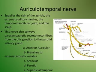 Auriculotemporal nerve
• Supplies the skin of the auricle, the
external auditory meatus, the
temporomandibular joint, and the
scalp.
• This nerve also conveys
parasympathetic secretomotor fibers
from the otic ganglion to the parotid
salivary gland.
a. Anterior Auricular
b. Branches to
external acoustic meatus
c. Articular
d. Parotid
e. Superficialtemporal
 